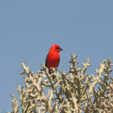 Birdwatcher's Paradise: Discover Velondriake's Avian Wonders