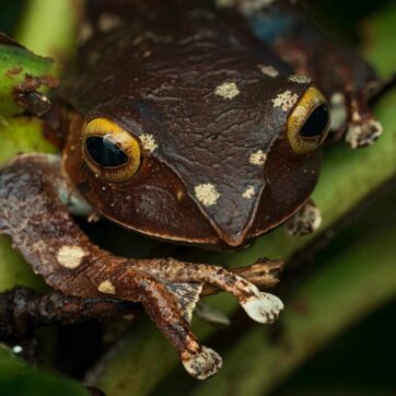 Night Walk Adventure in Ranomafana National Park