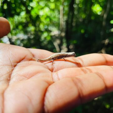 Discover the Lokobe Reserve with Passionate Locals