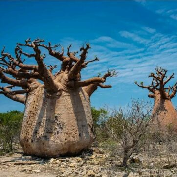 21-Day Southwest Madagascar Exploration