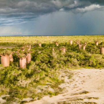 Discover Andrenalamaro Baobab Forest