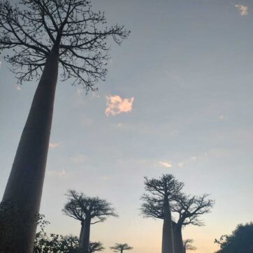 8-Day Journey of Discovery to Morondava