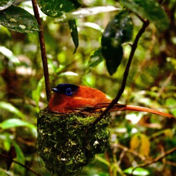 3-Day Wildlife Adventure in Andasibe