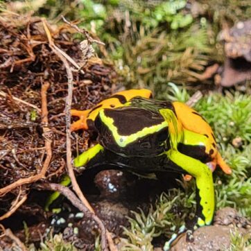 2-Day Adventure in Madagascar Wildlife