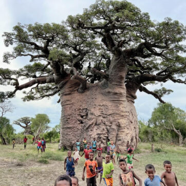 Explore Giant Baobabs in Morombe