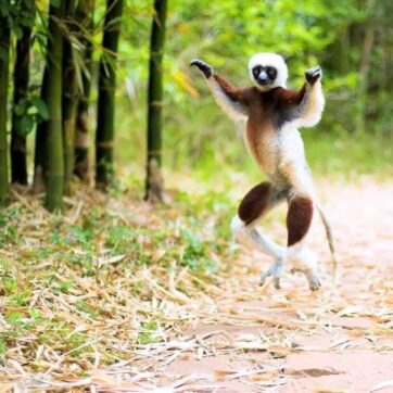 Visit Lemurs Park & King's Palace in Antananarivo