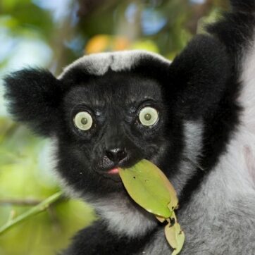 21-Day Madagascar Adventure