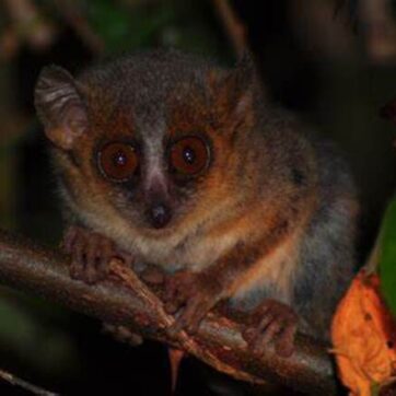 4-Day Nature Tour to the East