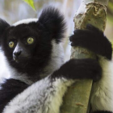 6-Days to be in Nature at Andasibe & Mantasoa