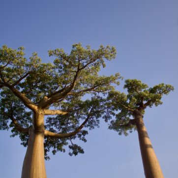 4-Days: Antananarivo to Tsingy Bemaraha