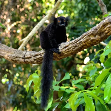Black lemur perched on a tree branch in Madagascar forest