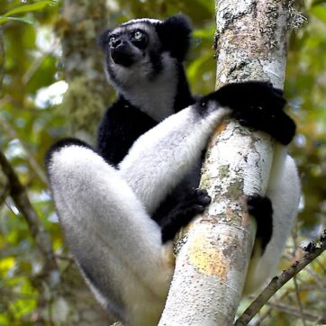 15-Day Red Island Safari: A Journey Through Southern Madagascar