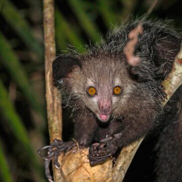 7-Days of Eastern Odyssey, Andasibe & Palmarium