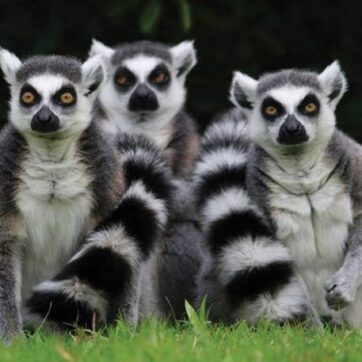 A Day to Visit Lemurs Near Antanananarivo