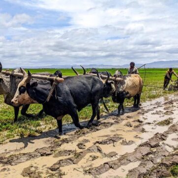 4-Days of Ambatondrazaka Adventure Tour