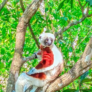 4-Day Adventure to Morondava (flights & hotels not included)