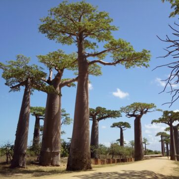 7-Days to Discover Morondava and Nosy Be