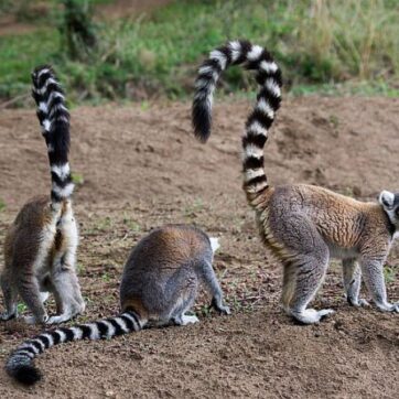 11-Days of a Magical RN7 Adventure | Madagascar Uncovered