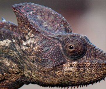 13-Days to Discover Madagascar's Hidden East Coast and Sainte Marie Island