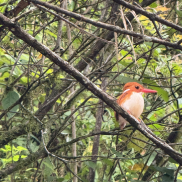 12-Days to Discover the Wildlife Wonders of Northern Madagascar