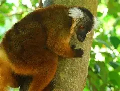 13-Days to Discover Madagascar on a Budget