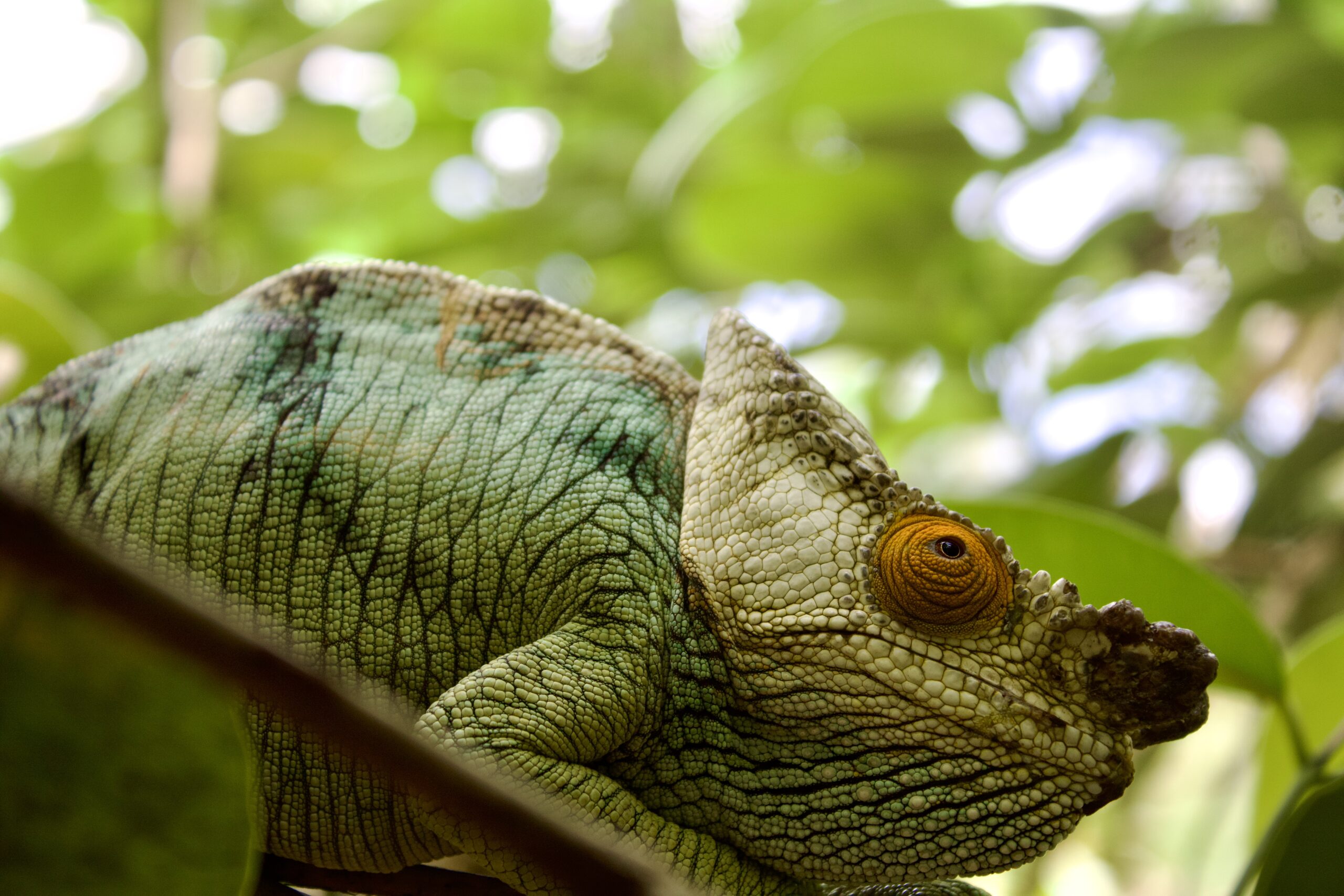 7-Days of Madagascar Highlights