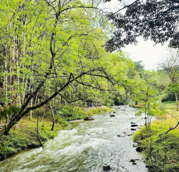Nature Escape: Mandraka Rainforest & Peyrieras Park